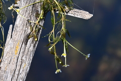 Ranunculus confervoides