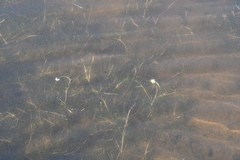 Ranunculus confervoides