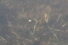 Ranunculus confervoides