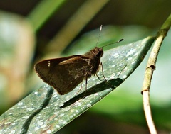 Cymaenes odilia
