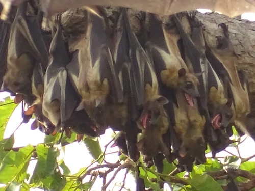 Straw-coloured Fruit Bat