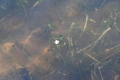 Ranunculus confervoides