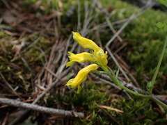 Corydalis aurea