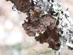 Tuckermanopsis platyphylla
