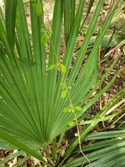 Forestiera ligustrina