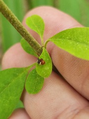 Forestiera ligustrina