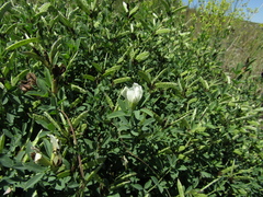 Chamaecytisus skrobiszewskii