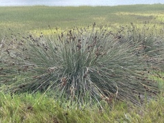 Juncus acutus