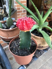 Gymnocalycium