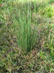 Allium vineale