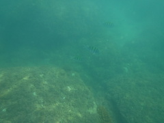 Abudefduf troschelii