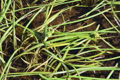 Sparganium hyperboreum