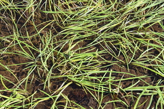 Sparganium hyperboreum