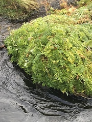 Polemonium occidentale