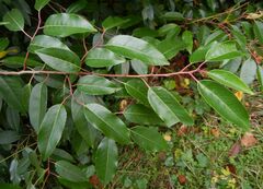 Prunus lusitanica