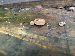 Deconica horizontalis