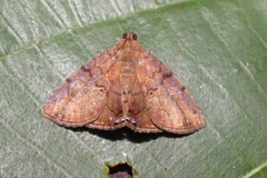 Dyomyx cimolia
