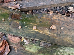 Deconica horizontalis