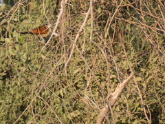 Centropus superciliosus