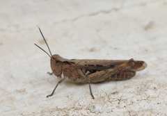 Chorthippus maritimus