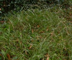 Brachypodium sylvaticum