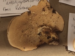 Hydnum washingtonianum