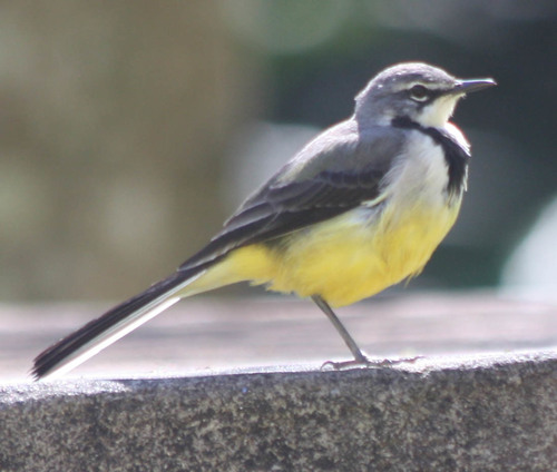 Madagascar Wagtail (Motacilla flaviventris), photo 7
