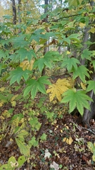 Kalopanax septemlobus