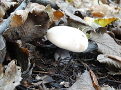 Lepista personata