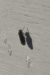 Pachypsylla