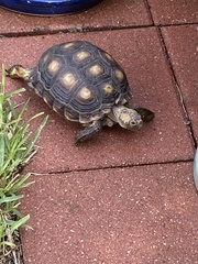 Gopherus berlandieri