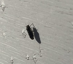 Pachypsylla