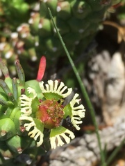 Euphorbia caput-medusae