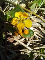 Stigmaphyllon bonariense