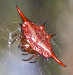 Gasteracantha versicolor