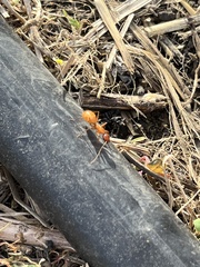 Formica pallidefulva