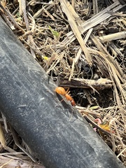 Formica pallidefulva