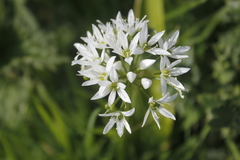 Allium ursinum