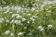 Allium ursinum