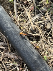 Formica pallidefulva