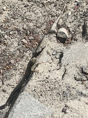 Microlophus theresioides