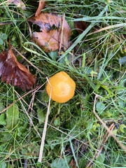 Hygrocybe ceracea