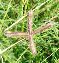 Dactyloctenium aegyptium