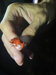 Oophaga pumilio