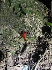 Oophaga pumilio