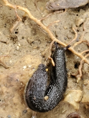 Arion hortensis
