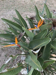 Strelitzia