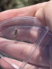 Encoptolophus costalis