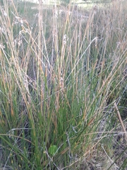 Androtrichum trigynum