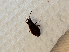 Gastrodes